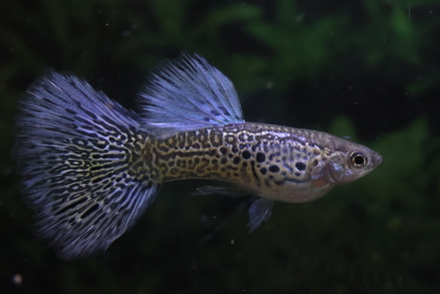 ブルーレースコブラ1ペア