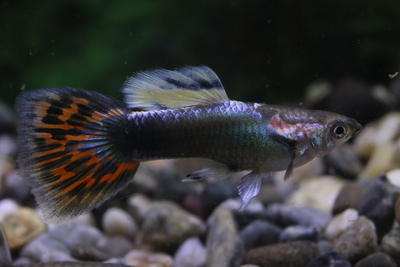 モザイクタキシード3ペア