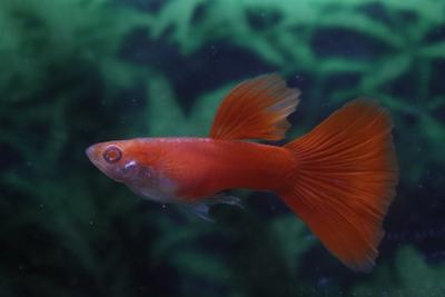 フルレッド2ペア