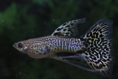 キングコブラリボン1トリオ