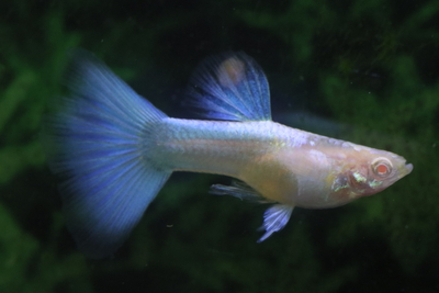 トパーズ1ペア（若種親）