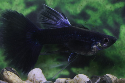 パープルモスコーリボン1トリオ（若種親）