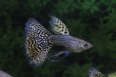 キングコブラリボン1トリオ（種親）