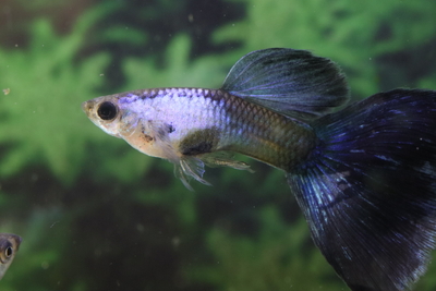 エルシルバラードブルーデルタ1ペア