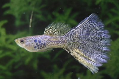 レースコブラ1ペア