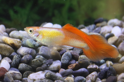 プラチナレッドスピアー1ペア