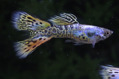 メデューサライヤー1トリオ（袴テール）