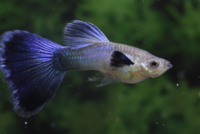 アクアマリンブルーデルタ1ペア