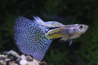 ブルーグラスリボン1トリオ