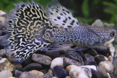 イエロータイガーリボン1トリオ