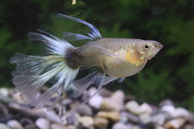 ドイツイエロータキシード1ペア/雌スワロー