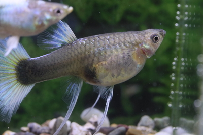 ドイツイエロータキシードリボン1トリオ