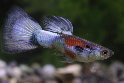 USホワイトブルーウイング改良中個体1ペア