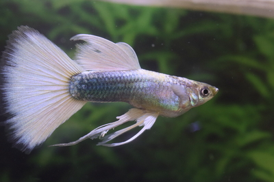 ドイツイエロータキシードリボン1ロングソード1トリオ「若種親」出来が良いと思います。(^o^)