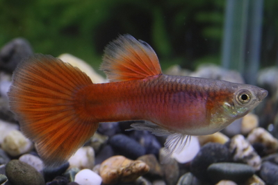 ノーマル体色　　リアルヘテロフルレッドリボン1トリオ