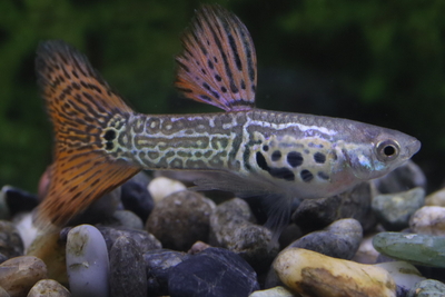 レッドレースコブラ1ペア「若魚」