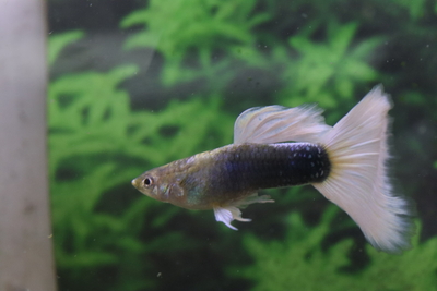 ドイツイエロータキシード1ペア