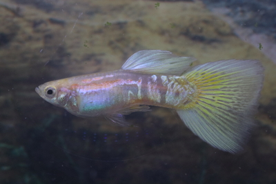 ゴールデンイエローグラス1ペア