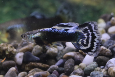 アイボリーモザイクタキシード1ペア