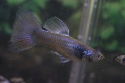 モスコーブルー1ペア