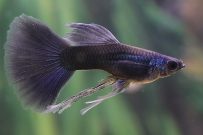 モスコーブルーリボン1トリオ（若種親）3ヶ月個体