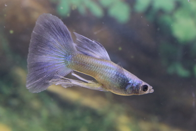 モスコーブルーリボン1トリオ（若種親）3ヶ月個体/2型