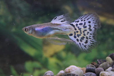 シルバーブルーグラスリボン1トリオ(若種親）3ヶ月個体