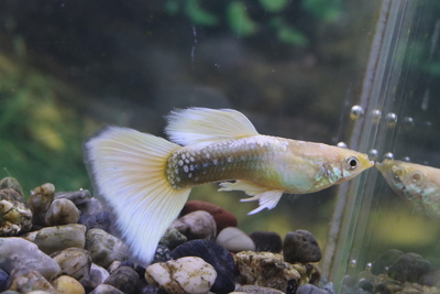 ゴールデンドイツイエロータキシードリボン1トリオ