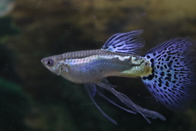 ブルーグラスリボン1トリオ（若種親）3ヶ月個体