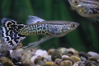 コブラアイボリーリボン1トリオ（若種親）3ヶ月個体