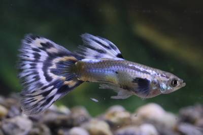 アイボリーモザイク1ペア（若種親）4ヶ月個体