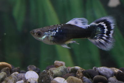 コブラアイボリーモザイクタキシード1ペア（若種親）3ヶ月個体