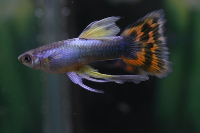 シンガーブルーモザイクタキシードリボン1トリオ（若種親）4ヶ月個体