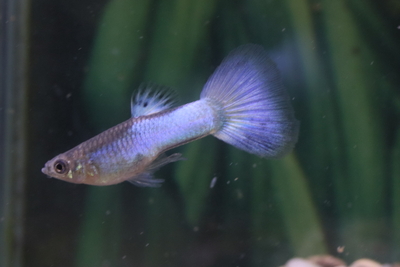 アクアマリンホワイトデルタ1ペア