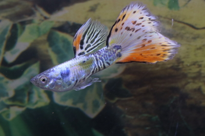 メデューサリボン1トリオ