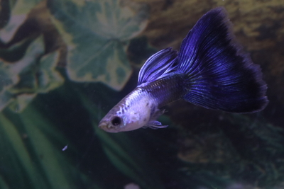エルシルブルーデルタ♀リボンロングソード