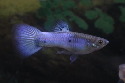 スカイブルーデルタ（アクアマリンホワイトデルタ）