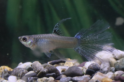モスコーグラススワロー1トリオ/3ヶ月若魚