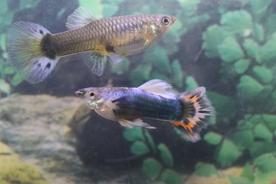 シンガーブルーモザイクタキシード2ペア/3ヶ月若魚