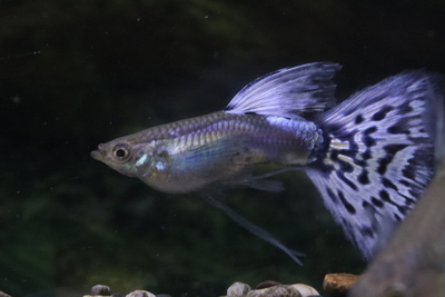 アイボリーモザイクリボン1トリオ