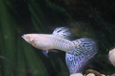 リアルコブラブルーグラス♂1♀3