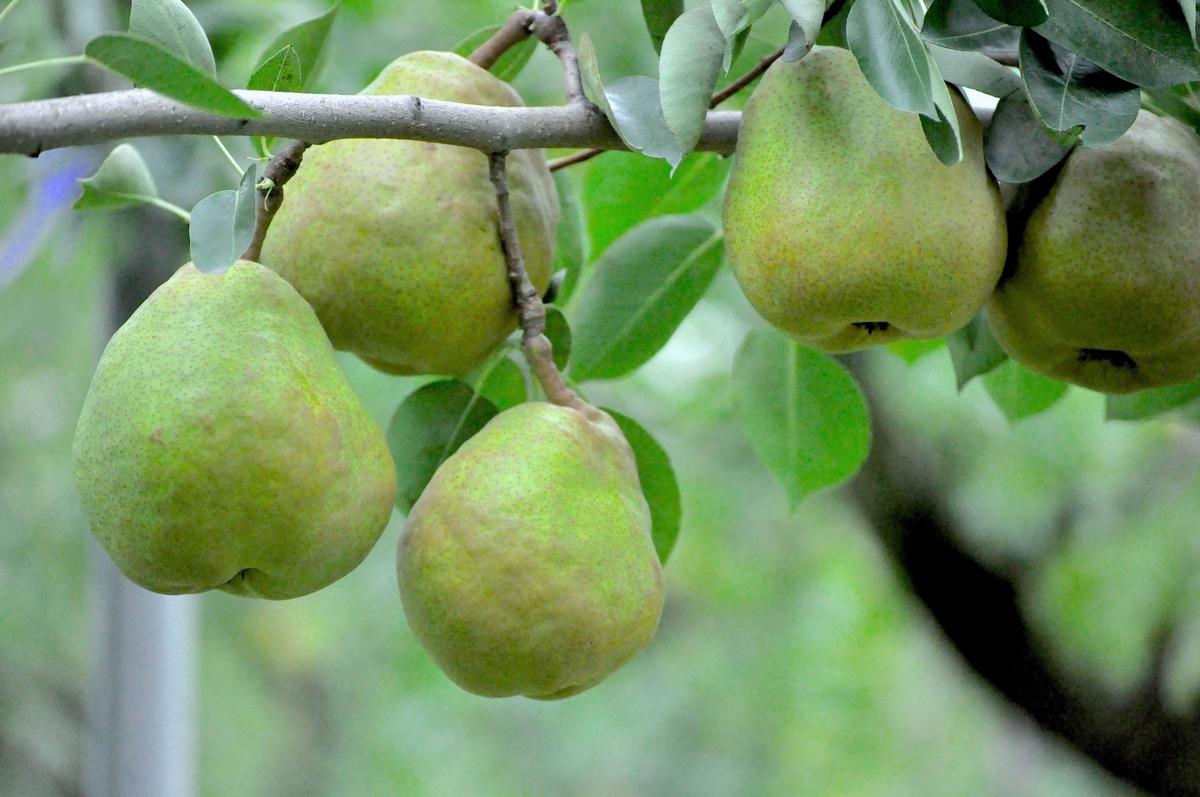 ありのままの果実 ラ・フランス5kg | 深瀬農園