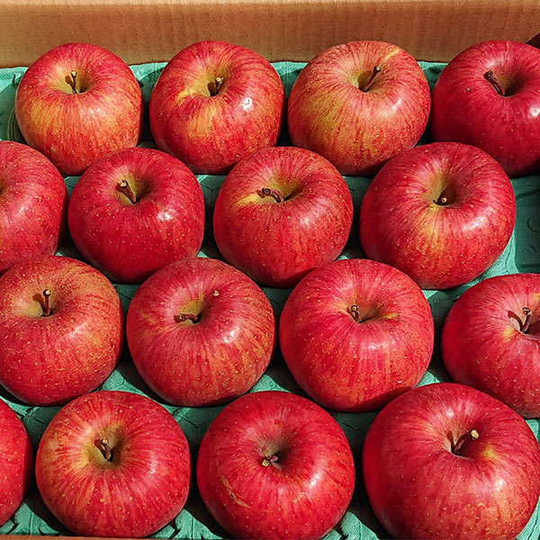 サンふじ【秀】14～20玉サイズ 1箱約5kg入り | 深瀬農園