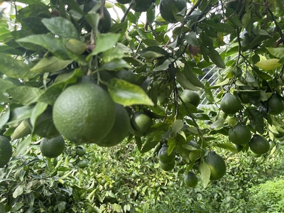 しらぬい摘果 5キロ