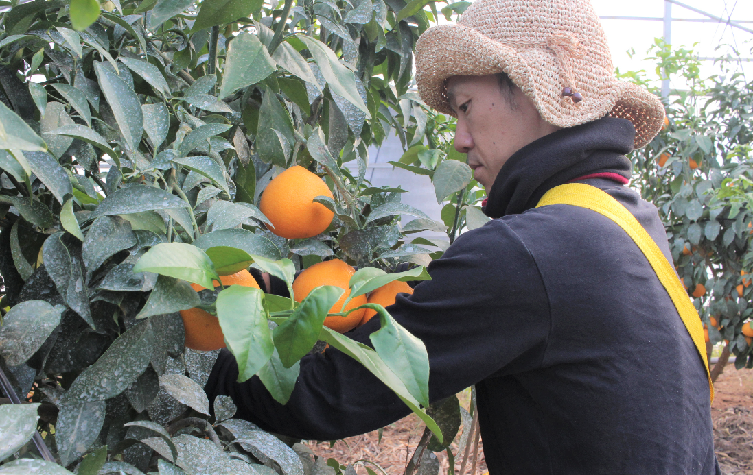 柑橘系 極上柑橘せとか特選3k箱 10玉入 | 春 Spring fruits,極上柑橘