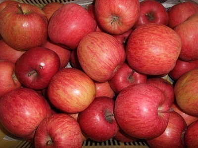 りんご(プロフ必読)ページ 楽天市場】【ふるさと納税】富士りんご 秀 5kg fz18-135 リンゴ