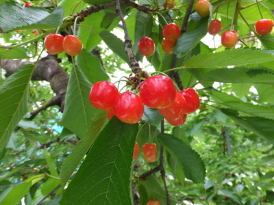 紅南－1 紅秀峰・南陽 詰合せ 1㎏ | 滝口観光オンライン