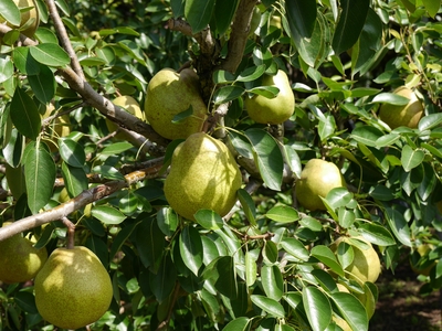 ラフ－12 ラ・フランス 小箱 | 滝口観光オンライン