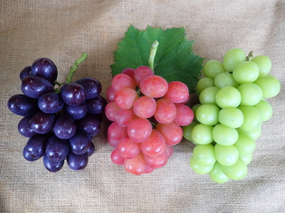 ネヅノハタケ | nezunohatake : 葡萄 | 山梨