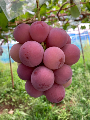 ぶどう クイーンニーナ 2kg（3〜4房・8月下旬〜9月上旬